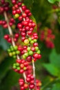 Fresh Arabica coffee berries on the tree in the coffee farm, Bolaven Plateau, a coffee growerÃ¢â¬â¢s utopia. Organic farm. Pakse, La Royalty Free Stock Photo